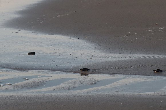 Kemp's Ridley Sea Turtle Release - 2022 - 0021