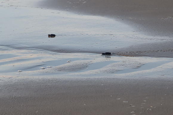 Kemp's Ridley Sea Turtle Release - 2022 - 0022