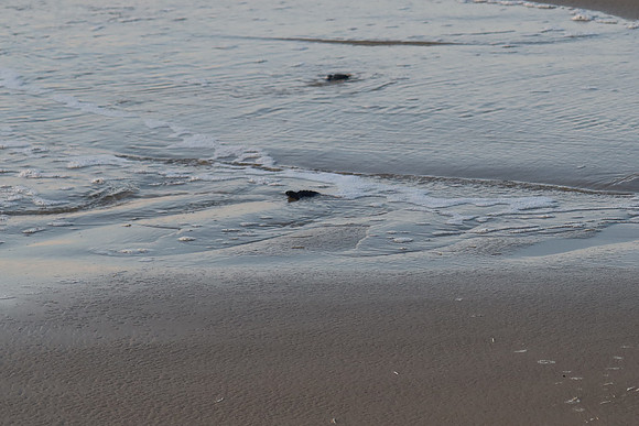 Kemp's Ridley Sea Turtle Release - 2022 - 0023