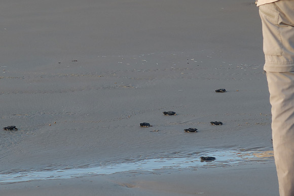 Kemp's Ridley Sea Turtle Release - 2022 - 0024