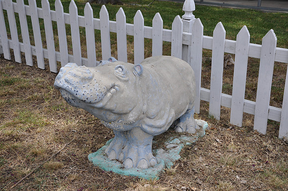 Hutto Hippo 0018