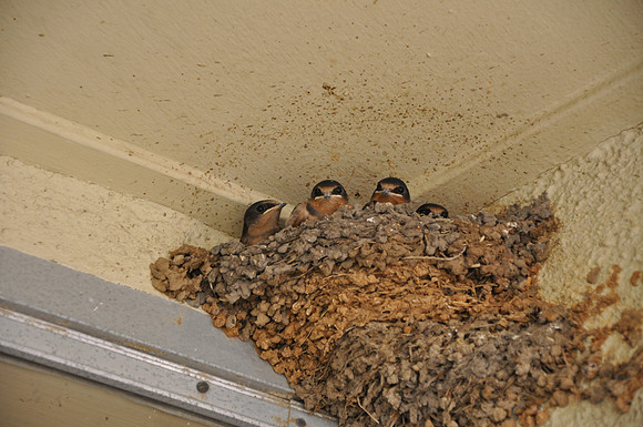 Barn Swallow Nest