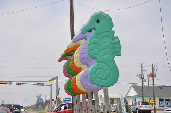 Seahorses