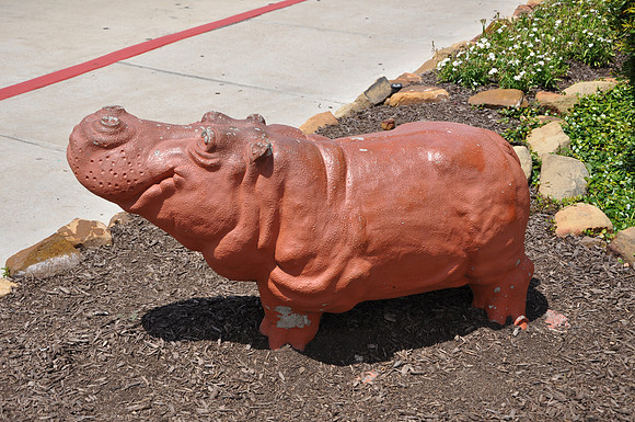 Hutto Hippo 0008
