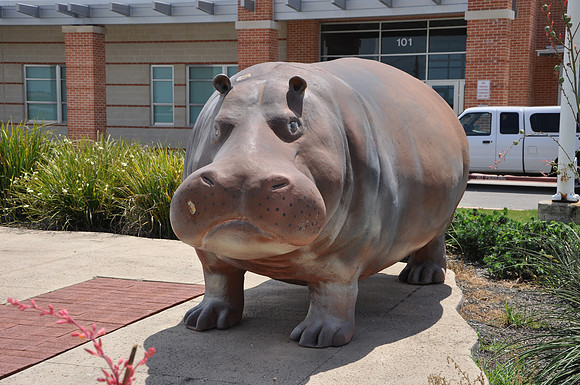 Hutto Hippo 0005