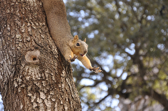 Squirrel 001