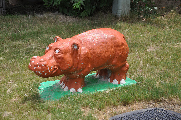 Hutto Hippo 0019