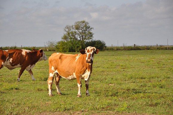 Cow - Refugio County - 0001