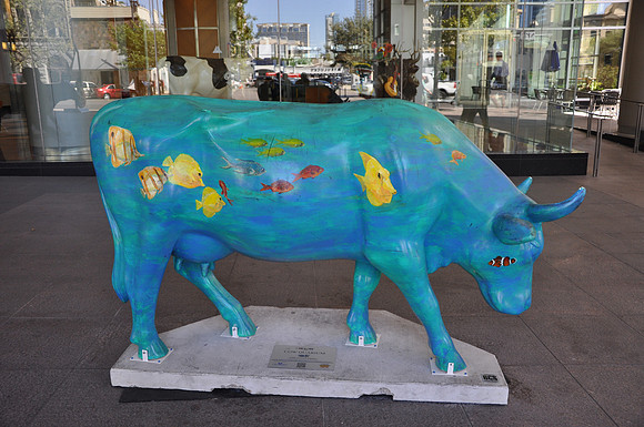 Cow Quarium