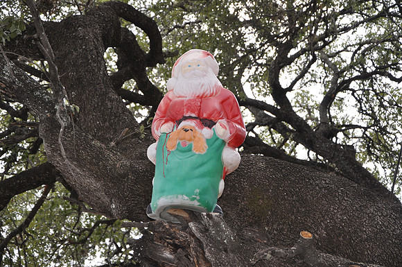Santa With A Dog In A Tree
