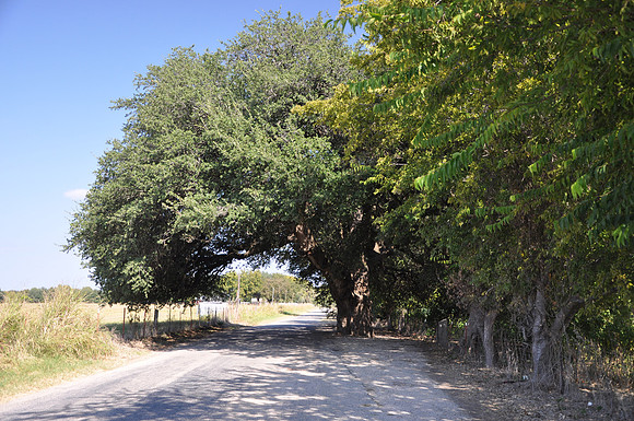 Wedding Oak