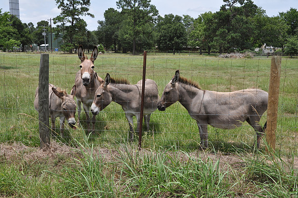 Donkeys - Austin County 0001