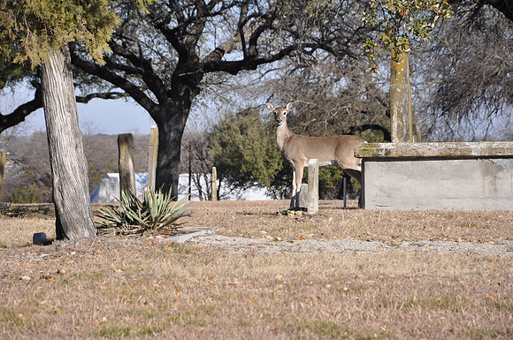 Deer - Comanche County 0001