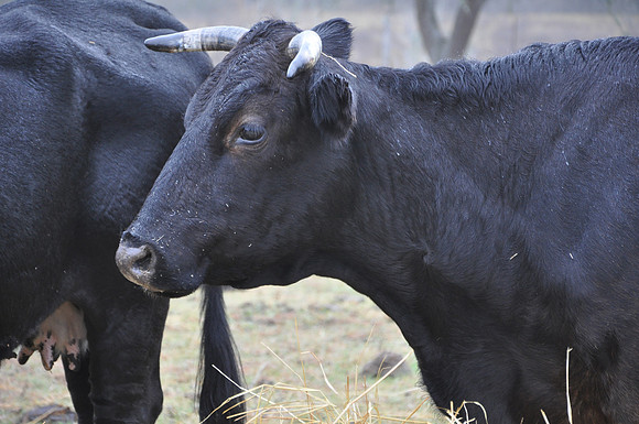 Cow - Lavaca County 0001