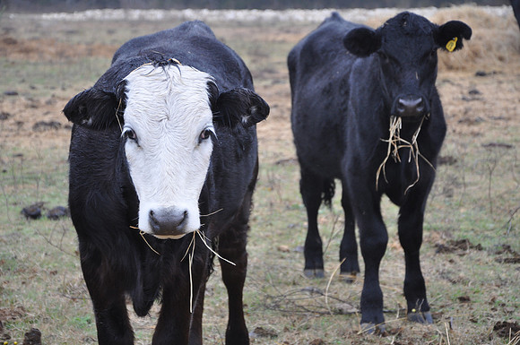 Cow - Lavaca County 0002