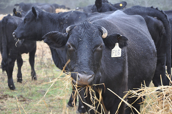 Cow - Lavcaa County 0003