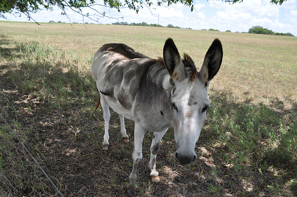 Donkey - Lavaca County 0001
