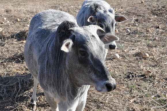 Cows - Comanche County 0001