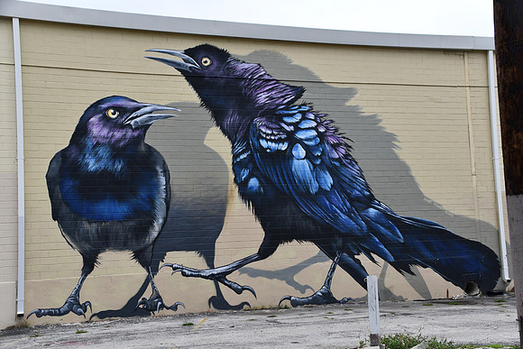 Grackles 0001