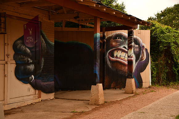 Chimpanzee 0001