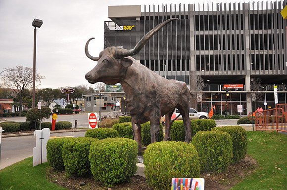 Texas Longhorn