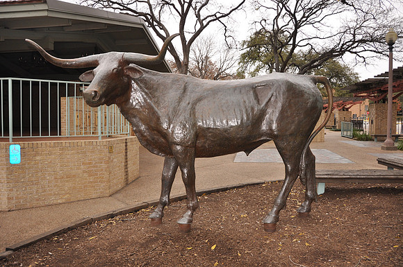 Texas Longhorn