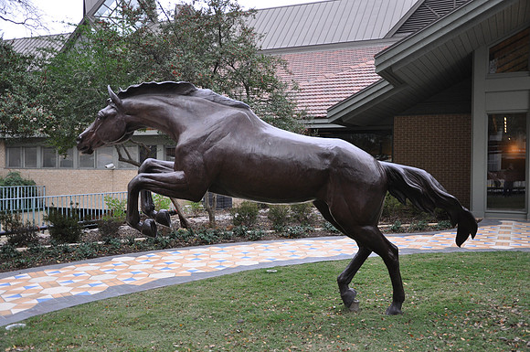 Freedom Mare Jumping Up