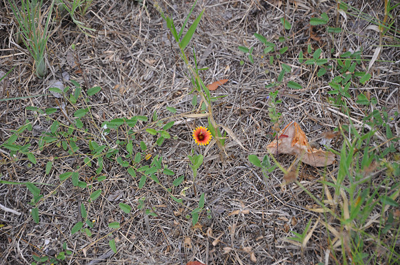 Firewheel - Bastrop County 0001