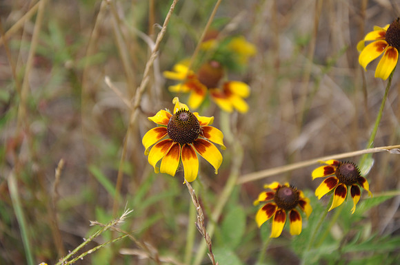 Clasping-Leaf Coneflower - Bastrop County 0002