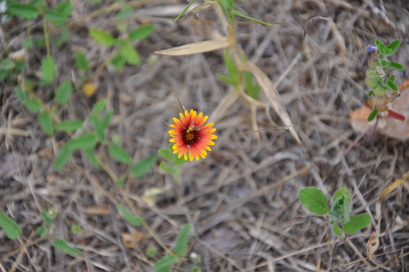 Firewheel - Bastrop County 0001