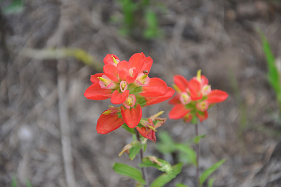 Indian Paintbrush - Bastrop County - 0002