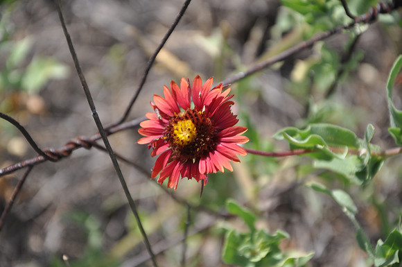 Red Gaillardia - Brown County 0001