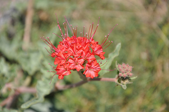 Scarlet Muskflower - Bexar County 0002