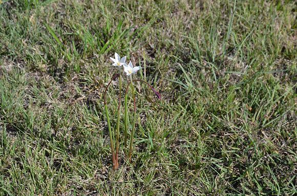 Rain Lily - Bell County 0001
