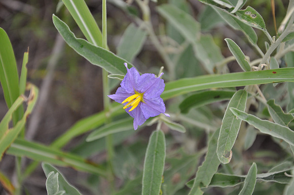 Silver-Leaf Nightshade - Bastrop County 0002
