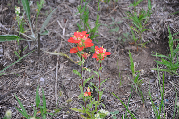 Indian Paintbrush - Bastrop County - 0001