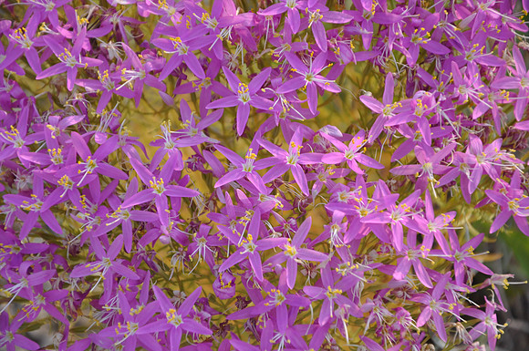 Mountain Pink - Lampasas County 0002