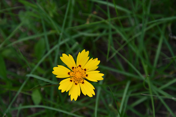 Crown Tickseed - Lavaca County 0001