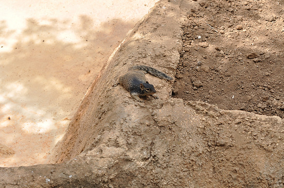 San Antonio Zoo 0103