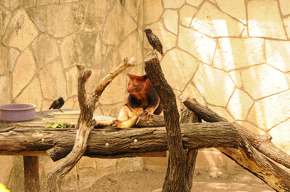 San Antonio Zoo 0100