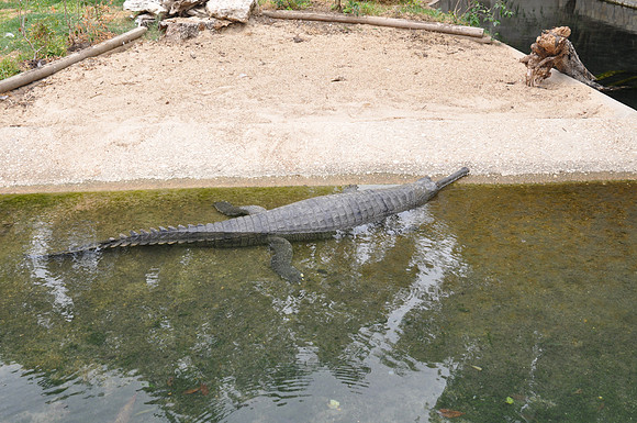 San Antonio Zoo 0067