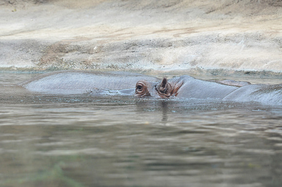 San Antonio Zoo 0141
