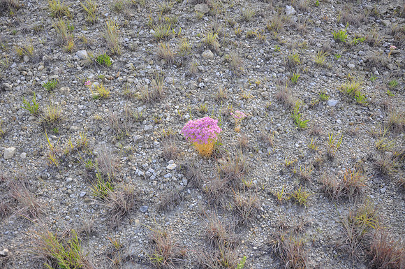 Mountain Pink - Lampasas County 0001