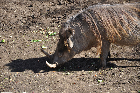 San Antonio Zoo 0153