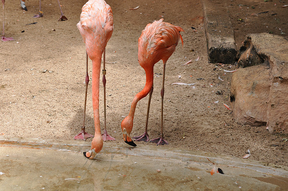 San Antonio Zoo 0133