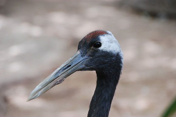 San Antonio Zoo 0042