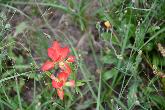 Indian Paintbrush - Lavaca County 0001