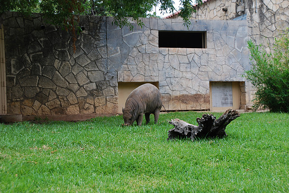 San Antonio Zoo 0007