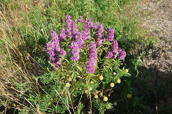 Horsemint - Lampasas County 0001