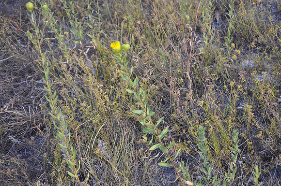 Saw-Leaf Daisy - Lampasas County 0001